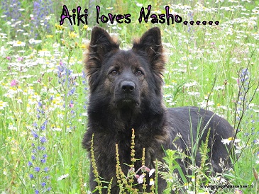 Aiki loves Nasho, trotse blik!